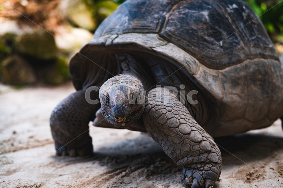 거북이,동물원,seychelles,셰이셀,세이샐,마헤섬,동물,animal,파충류,양서류,reptile,amphibian