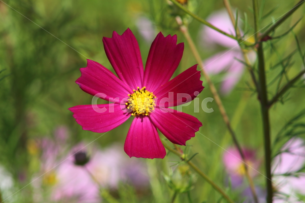 코스모스,꽃,식물,가을꽃,cosmos,가을,계절,fall,autumn,season,식물,자연,plants,nature,꽃,flower,plant