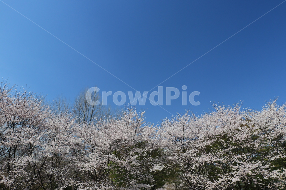 봄,벚꽃,꽃,spring,flower,cherryblossoms,봄,계절,spring,season,자연,풍경,nature,landscape,plant,식물,blossom,cherry blossom