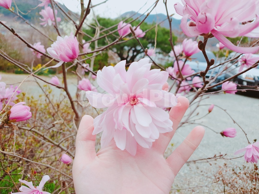 꽃,flower,손,사람손,blossom,꽃,flower