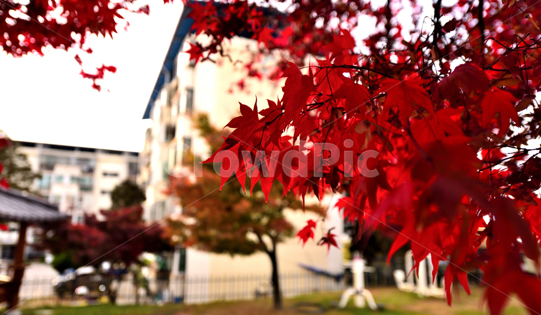 leaf,잎,plant,식물,tree,나무,단풍,붉은잎,풍경,가을,가을,계절,fall,autumn,season
