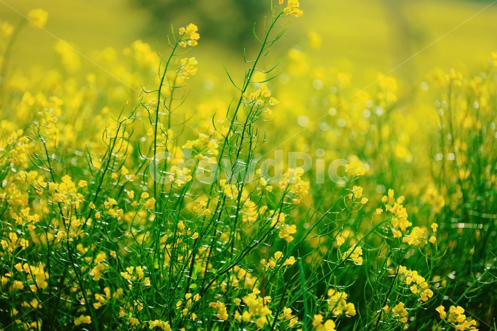 식물,언덕,들판,노랑,유채꽃,아름다운,유채꽃밭,봄,계절,spring,season,식물,자연,plants,nature,꽃,flower,field,들,grassland,목초지,outdoors,옥외