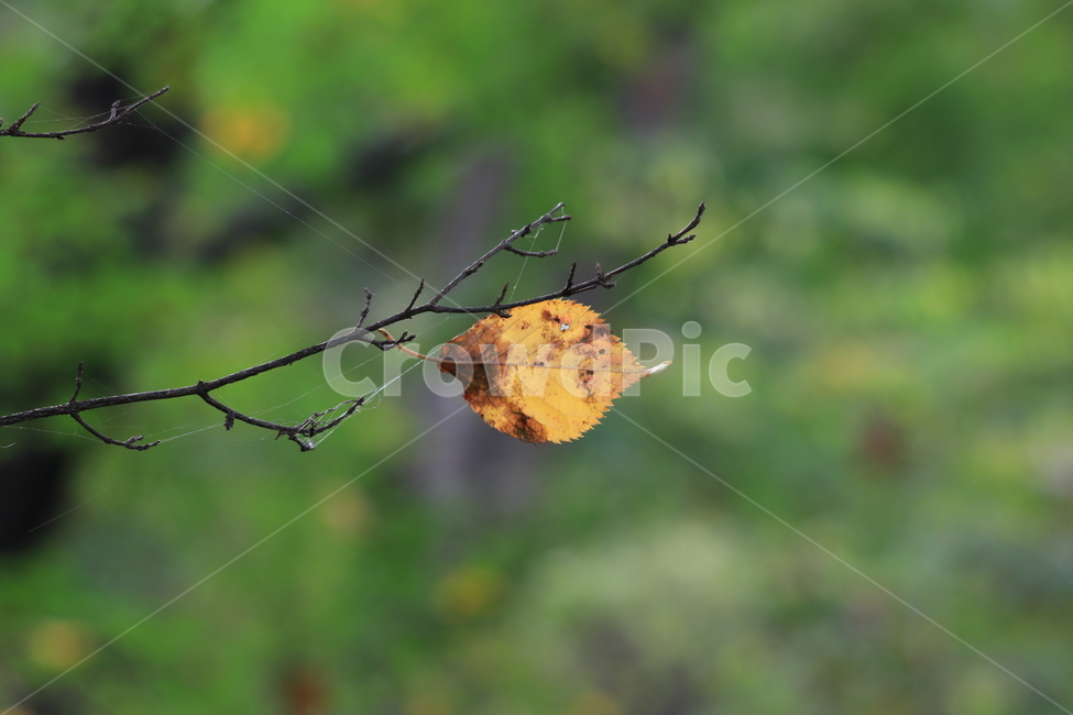 가을,낙엽,autumn,fall,leaves,fallenleaves,가을,계절,fall,autumn,season,식물,자연,plants,nature,leaf,잎,plant,tree,나무