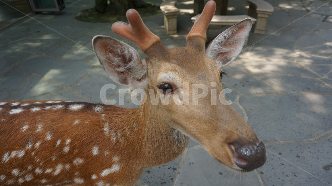 사슴,꽃사슴,animal,동물,wildlife,야생동물,deer,mammal,포유류,동물,animal,포유류,mammal