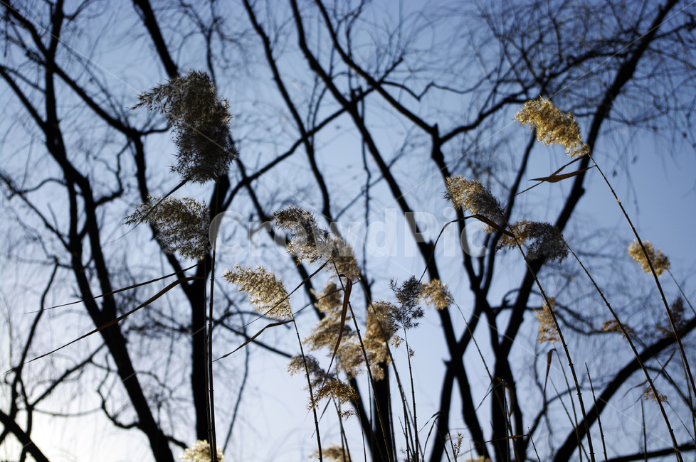 갈대,식물,plant,자연,nature,식물,자연,plants,nature