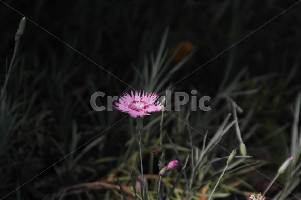 상록패랭이,패랭이꽃,패랭이,빨간패랭이꽃,상록패팽이꽃,꽃,flower