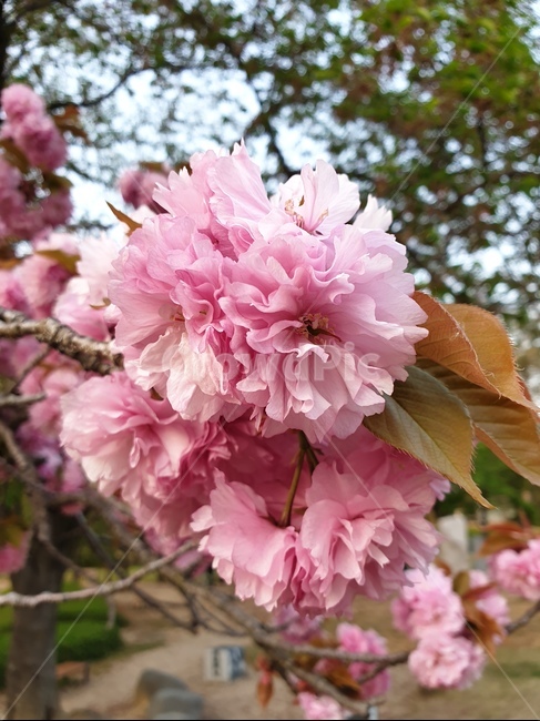 꽃,flower,식물,핑크,벚꽃