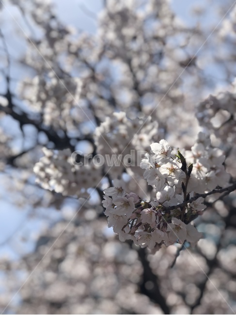 벚꽃,봄,꽃,봄향기,벚꽃나무,봄,계절,spring,season,plant,식물,blossom,flower