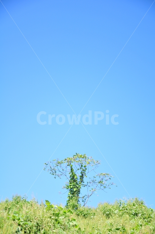 나무,가을,하늘,바람,풀,자연,풍경,nature,landscape