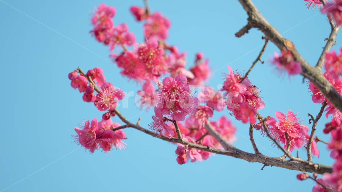 매화,분홍,꽃,하늘,봄,식물,자연,plants,nature,꽃,flower