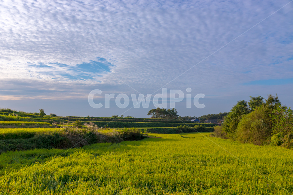 가을,하늘,구름,논,벼,초록,autumn,sky,cloud,자연,nature,자연,풍경,nature,landscape,농업,농사,agriculture,farming,farming industry,grassland,목초지,field,들,outdoors,옥외