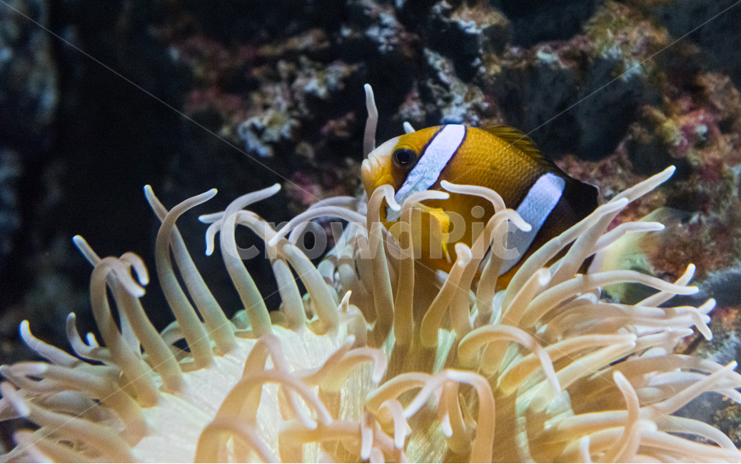 crown fish,Perculafish,Damsel,Nemo,aquarium