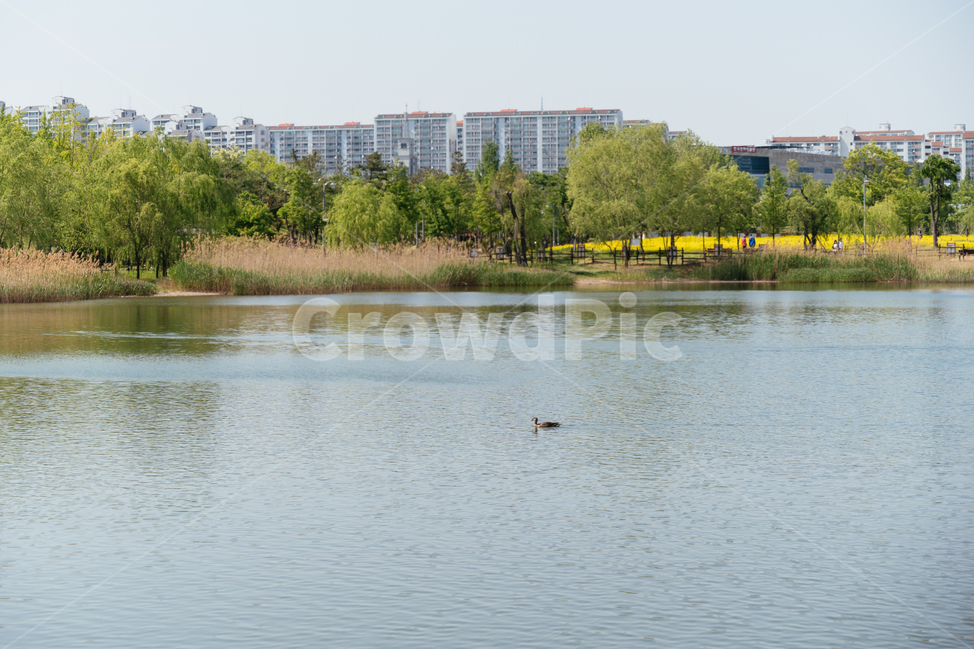 상동호수공원,호수공원,분수,도시공원,호수,도시,풍경,city,landscape,water,물,nature,자연,outdoors,옥외