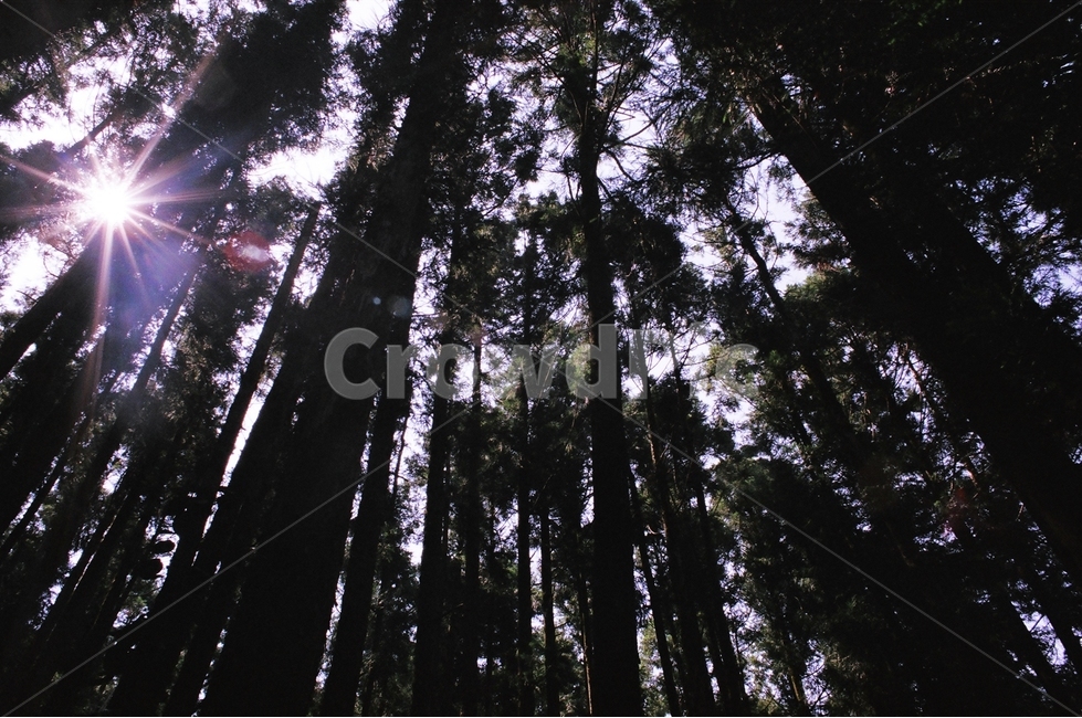 햇살,숲,나무,숲길,산책,자연,풍경,nature,landscape,식물,plants,나무,trees,wood,휴식,힐링,rest,relaxation,healing,tree,plant,light,빛,flare,플레어