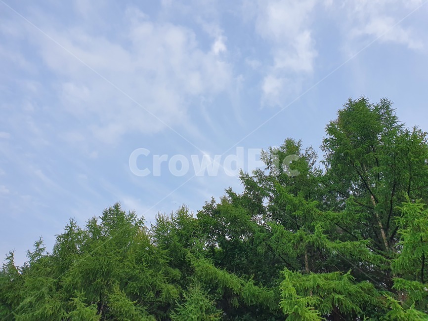tree,나무,하늘,sky,plant,풍경,초록색,하늘색,자연,nature,소나무,자연,풍경,nature,landscape,식물