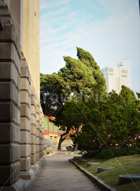 덕수궁,경복궁,궁궐,경운궁,나무,빛,기단,단청,deoksugung,deoksugungpalace,palace,koreantraditional,korea,attraction,light,tree,eaves,paintwork,ancient,architecture,building,stylobate,건축물,건물외관,exterior,building,structure,architecture,construction