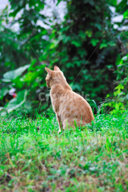 고양이,길고양이,길냥이,cat,kitty,야옹이,코숏,야생고양이,감성,동물,animal,포유류,mammal,고양이,cat,kitten,kitty