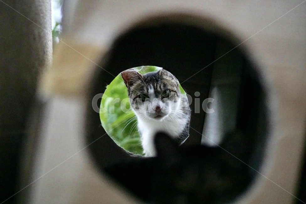 길고양이,고양이,길냥이,cat,야생동물
