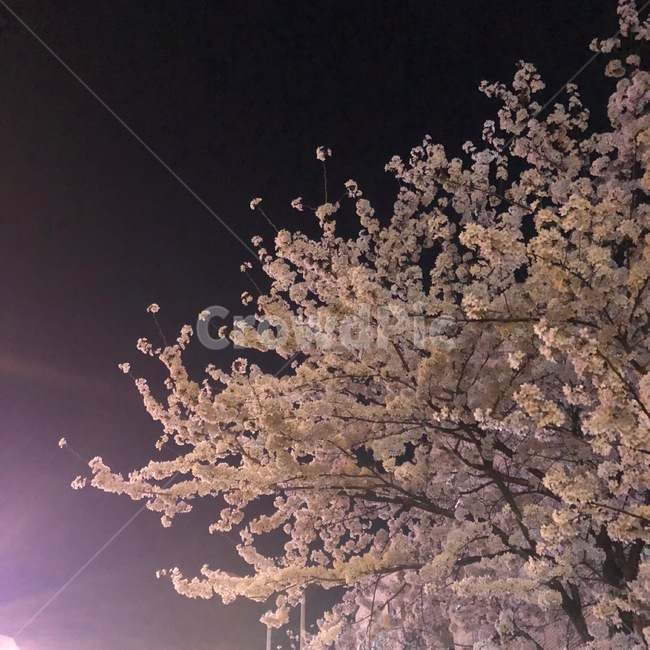 벚꽃,겹볒꽃,봄,밤,하늘,봄,계절,spring,season,plant,식물