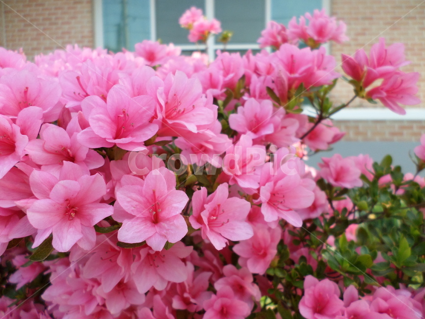 화단,봄,연산홍,분홍분홍,핑크,만개,식물,자연,plants,nature,꽃,flower
