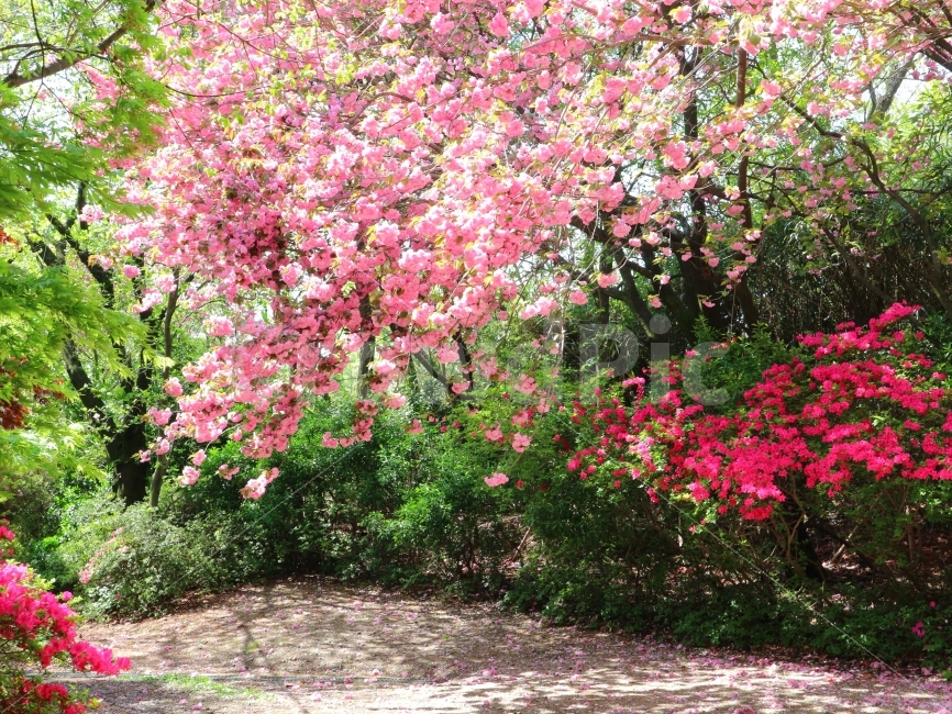 풍경,나무,꽃,봄,나들이,피크닉,소풍,감성,자연,스냅,식물,자연,plants,nature,봄,계절,spring,season,꽃,flower,plant,outdoors,옥외