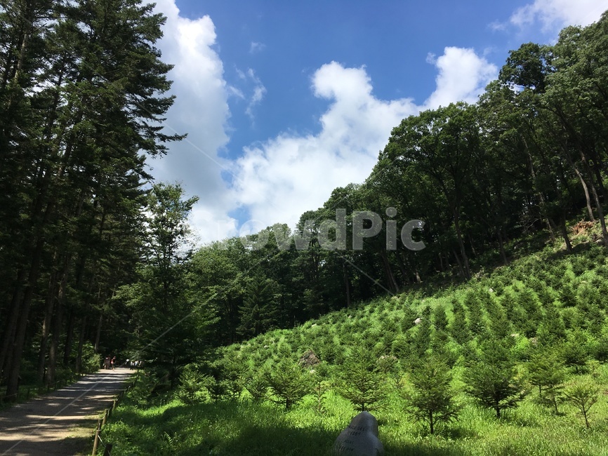 자연,풍경,힐링,숲,나무,공원,자연,풍경,nature,landscape,tree,plant,식물,fir,전나무