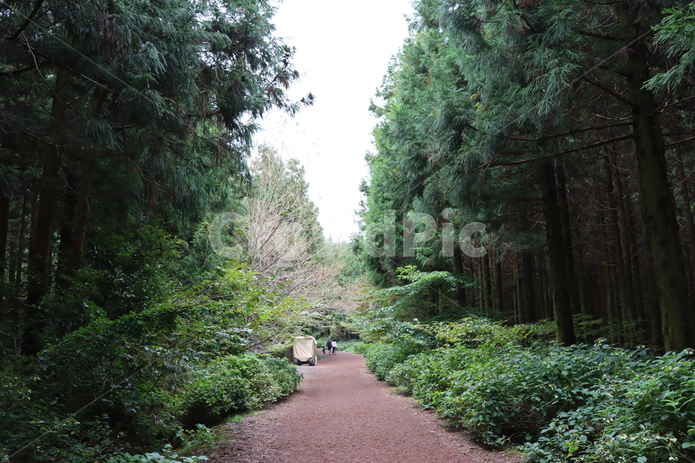 숲,숲길,삼나무,삼나무숲,식물,나무,초목,삼림지,땅,이끼,plant,tree,vegetation,woodland,landnature,자연,풍경,nature,landscape