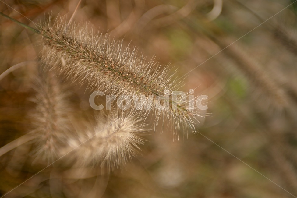 강아지풀,털,가을,갈색,포커스아웃,가을,계절,fall,autumn,season,식물,자연,plants,nature,plant,grass,잔디
