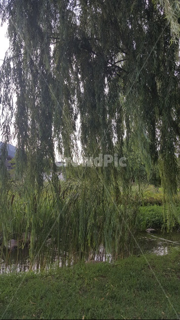 버드나무,나무,풀,풍경,습지,자연,호수,부들,연못,야외,자연,풍경,nature,landscape,tree,plant,식물