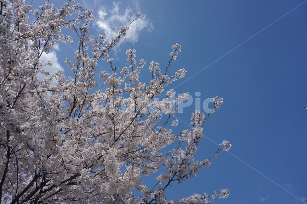 벚꽃,벚꽃놀이,왕벚꽃,벚나무,봄,하늘,cherryblossom,자연,꽃,flower,봄,계절,spring,season,자연,풍경,nature,landscape,outdoors,옥외,snow,눈,frost,서리,ice,빙