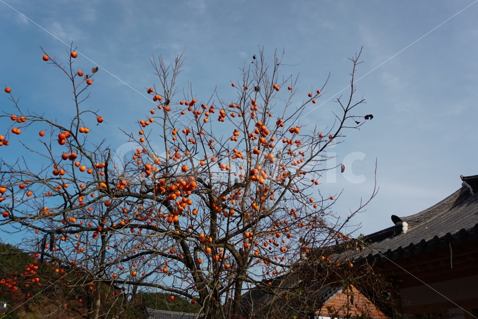 가을,하늘,감,감성,자연,가을,계절,fall,autumn,season,식물,자연,plants,nature,나무,trees,wood,과일,열매,fruit,plant