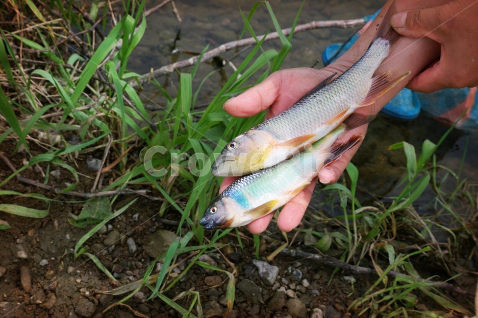 어류,민물고기,피래미,강변,낚시,동물,animal,어류,물고기,fish,사람,인물,인간,human,person,신체일부,몸,body