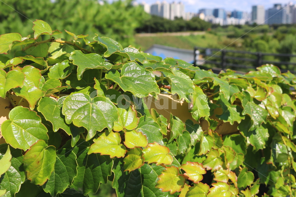 담쟁이덩굴,덩굴,식물,포도과,나무,자연,풍경,넝쿨,담쟁이,식물,자연,plants,nature