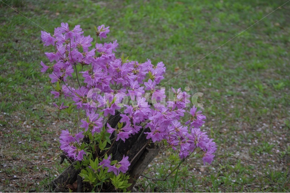 진달래,수채화,봄,연분홍진달래,수달래,식물,자연,plants,nature,꽃,flower