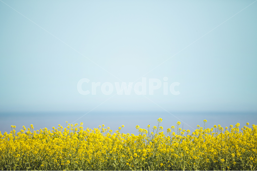 outdoors,transportation,봄,제주,제주도,함덕,유채,유채꽃,바다,하늘,수평선,꽃,노랑,초롱,파랑,grassland,들,field,자연,nature,옥외,yellow,green,blue,spring,season,계절