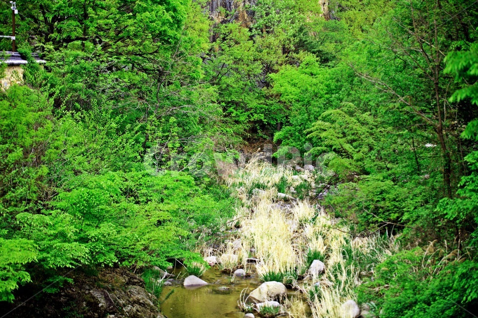 식물,나무,자연,풍경,돌,자연,풍경,nature,landscape,식물,plants