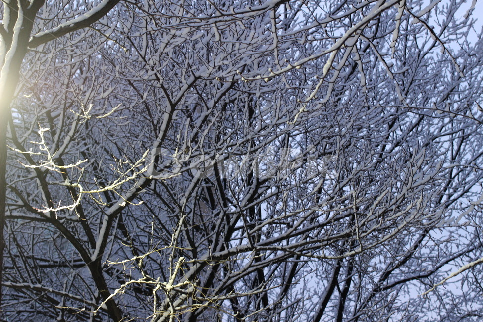 겨울나무,눈꽃,눈내린나무,눈꽃나무,눈꽃세상,겨울,계절,winter,season,식물,자연,plants,nature