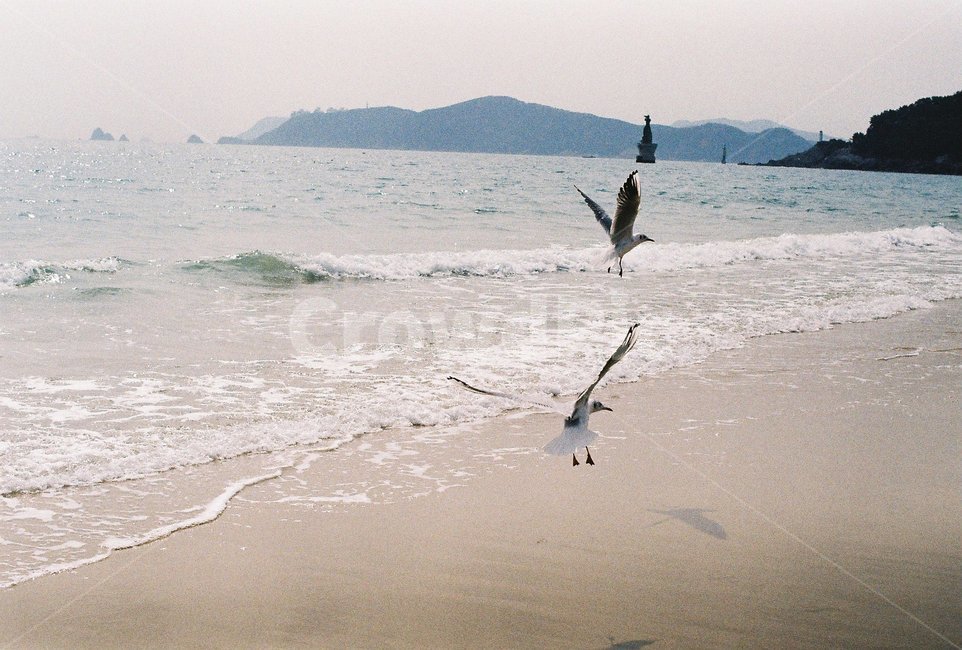 해운대,바다,해변,갈매기,새,water,sea,sand,bird,파도,거품,해변,바다,beach,sea,동물,animal,조류,새,birds,감성,sensible,feeling
