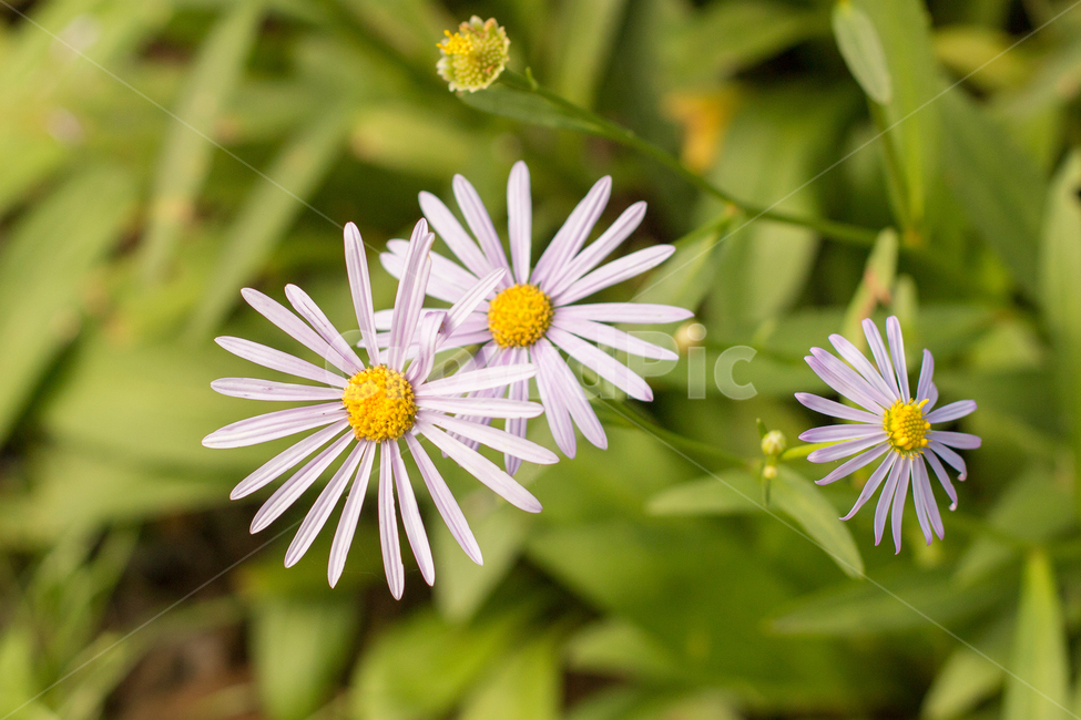 구절초,꽃,데이지,식물,flower,plant,식물,자연,plants,nature,꽃,flower