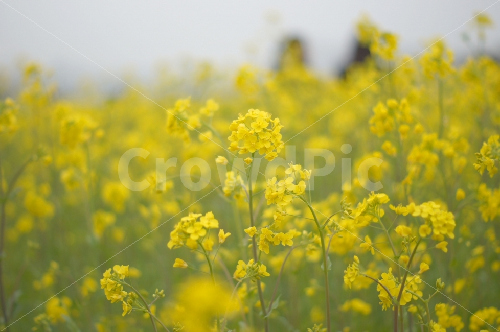 풍경,꽃,유채꽃,꽃사진,노란꽃,봄,봄꽃,식물,자연,plants,nature,봄,계절,spring,season,꽃,flower,field,들