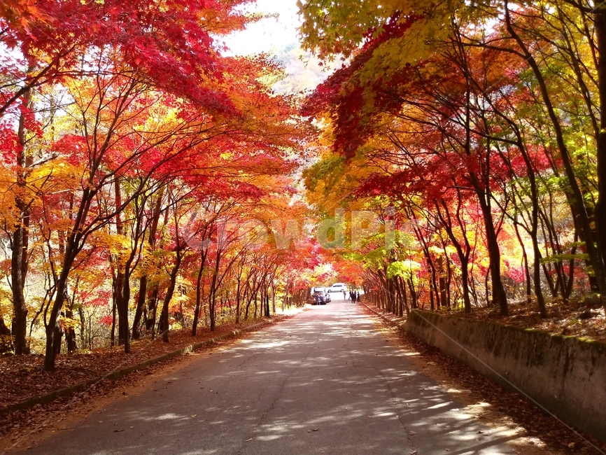 아름다운,풍경,가을,단풍,길거리풍경