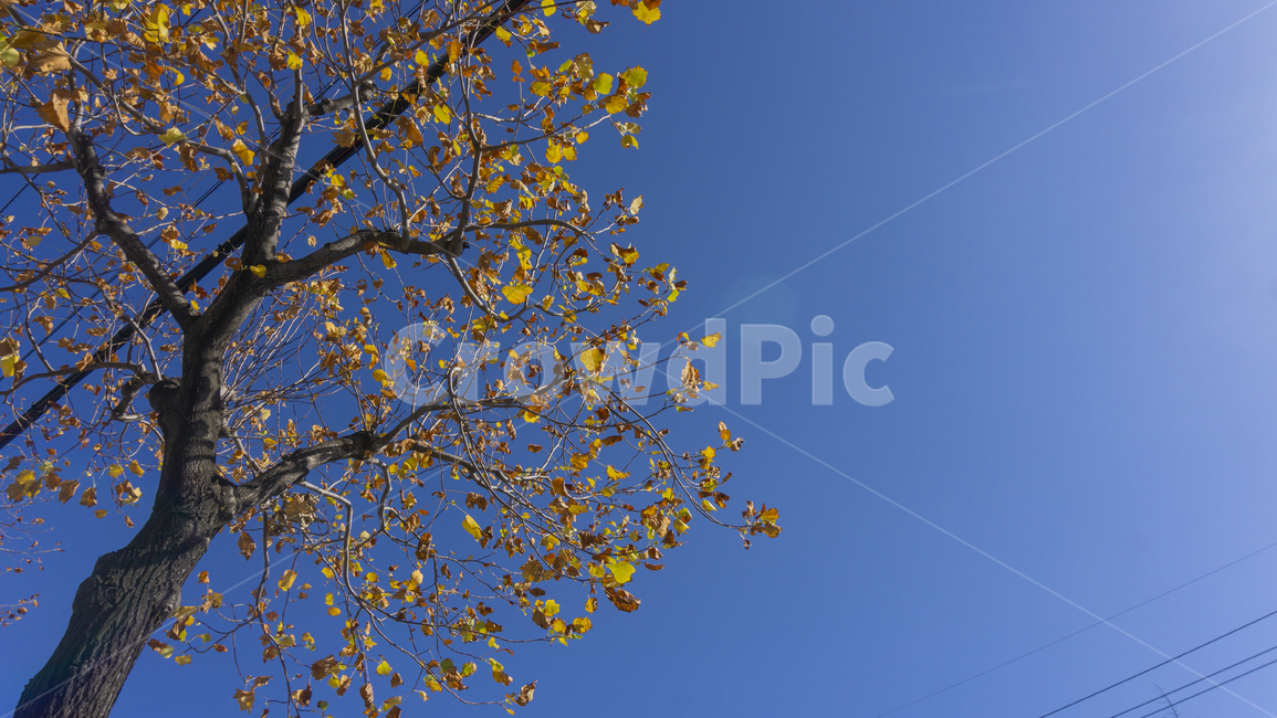 은행나무,나무,하늘,노란색,갈색,자연,전깃줄,nature,tree,식물,plant,treetrunk,나무줄기