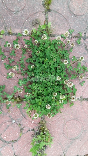 꽃,풀,틈,바닥,생명력,생명,자연,flower,vitality,Nature