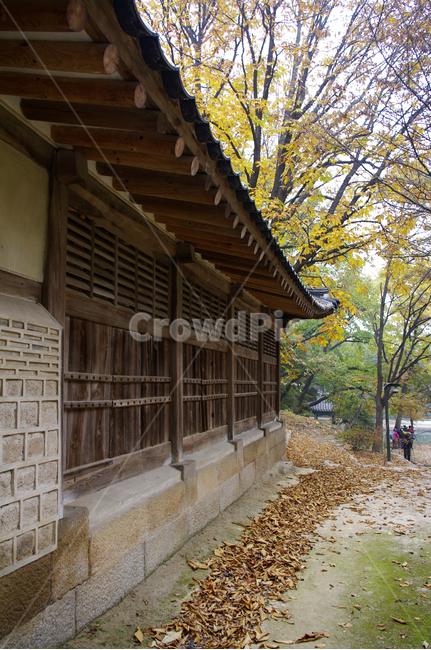 창덕궁,창덕궁후원,고궁,건축,전통건축,traditional,전통,가을,fall,나무,식물,plant,단풍,잎,낙엽,가을,계절,fall,autumn,season,한국전통,한국문화,korean traditional,korean culture,건축물,건물외관,exterior,building,structure,architecture,construction,patio,안마당,porch,현관,pergola,페르 골라