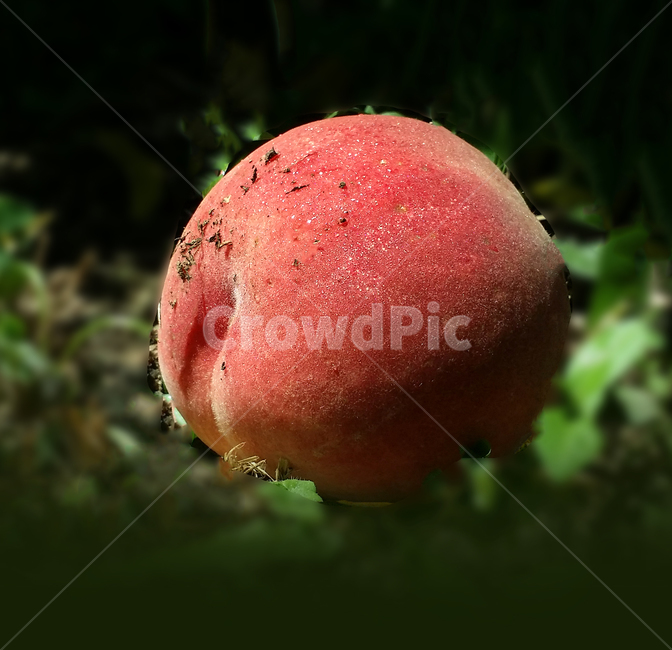 plant,식물,복숭아,붉은색과일,과일접사