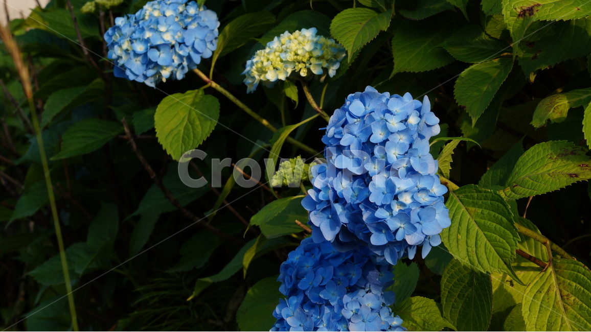 수국,꽃,꽃사진,식물,자연,식물,자연,plants,nature,꽃,flower