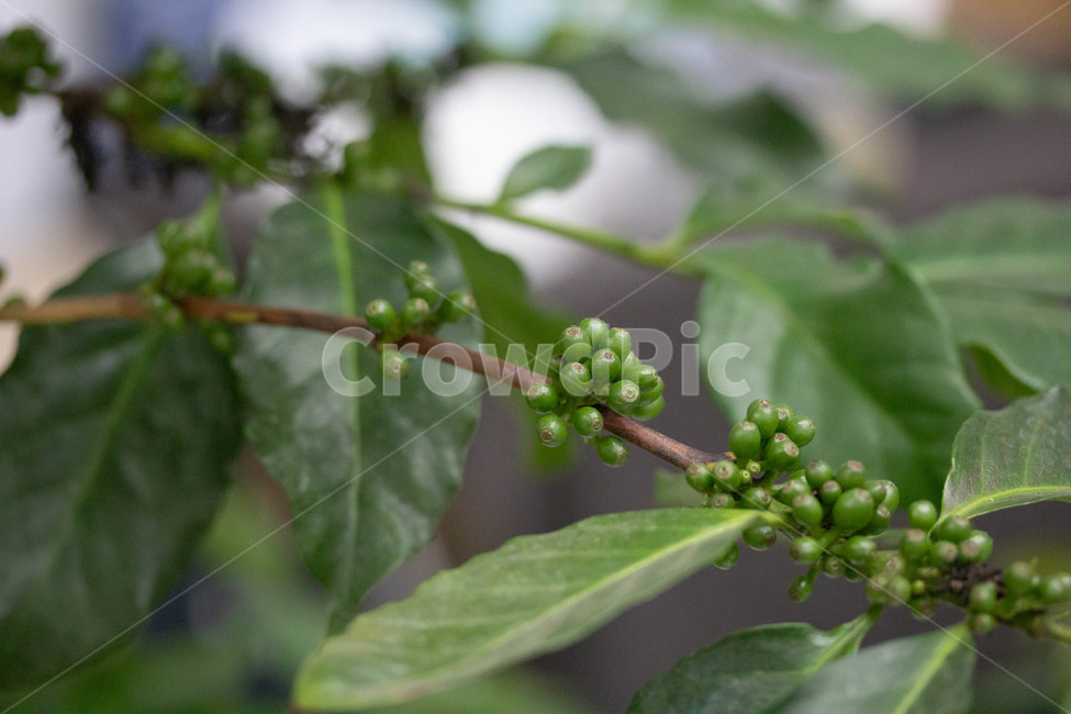 커피콩,원두,coffee,coffeetree,seed,열매,과일,열매,fruit