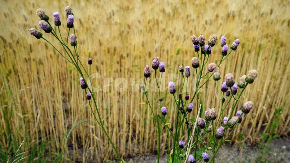 가을,꽃,벼,보라,시골,식물,자연,plants,nature,꽃,flower
