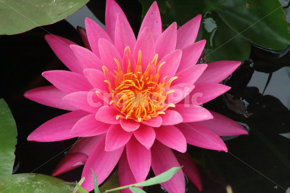 꽃,수련,연,식물,waterlily,식물,자연,plants,nature,꽃,flower