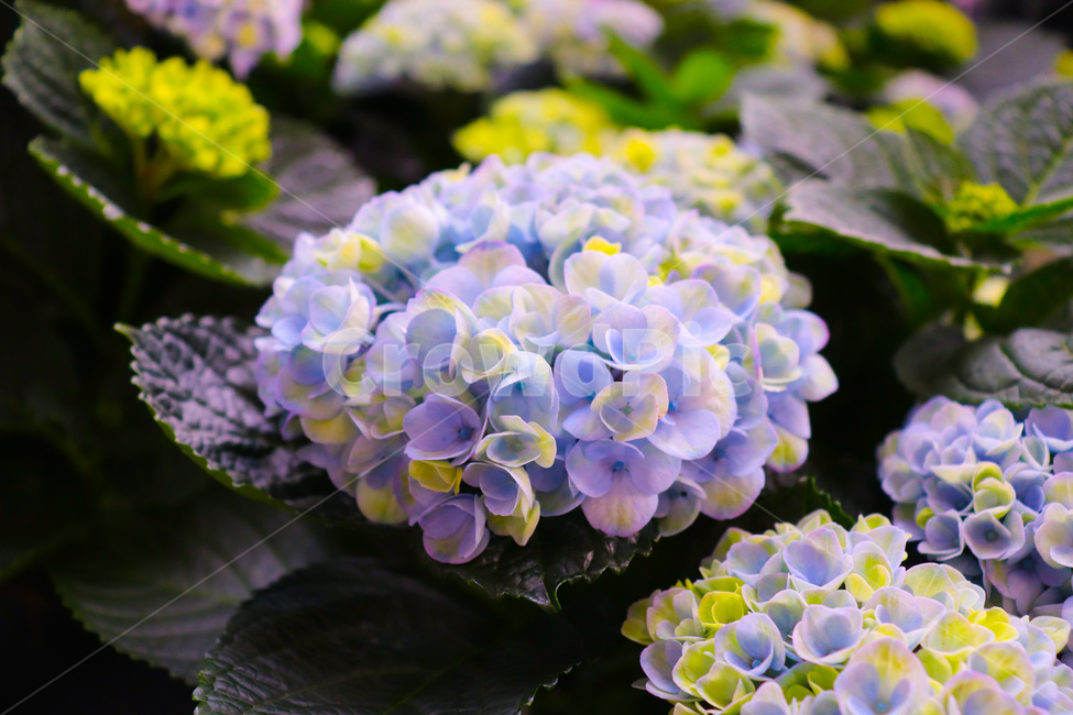 꽃,나무,꽃나무,봄나무,봄,자연,여름,계절,하늘,하늘색,흰꽃,blossom,flower,geranium,식물,plant,제라늄,spring,summer,season,식물,자연,plants,nature,꽃,flower